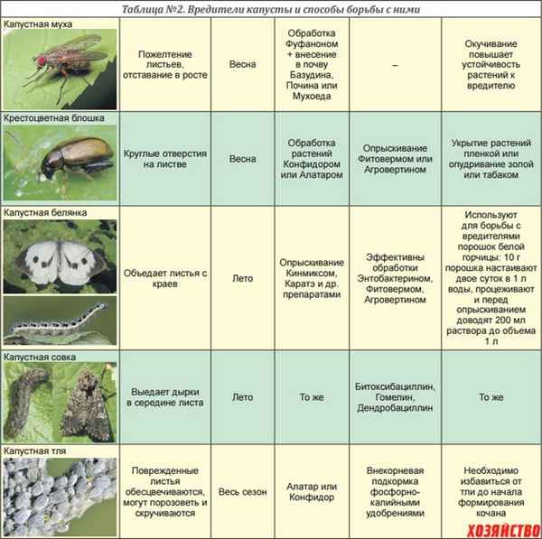 Обработка капусты: сроки, способы борьбы с вредителями