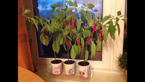 Как вырастить перец чили дома на подоконнике из семян
