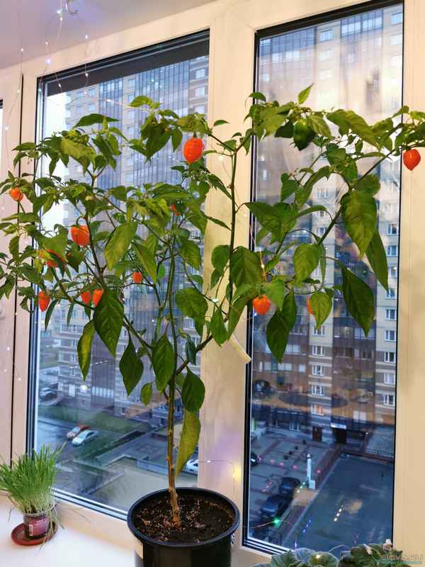 Выращивание в домашних условиях перца Хабанеро