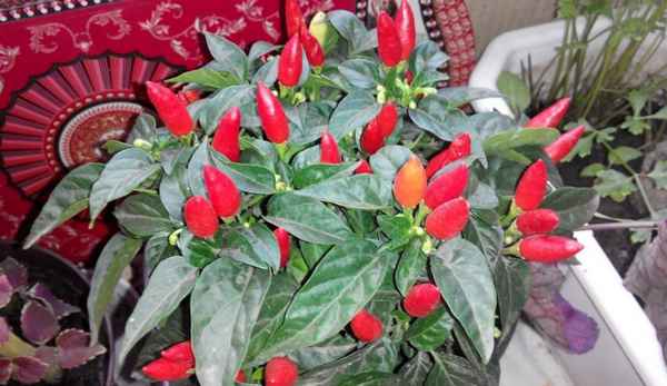 Комнатный перец Маленькое чудо: описание и особенности выращивания сорта