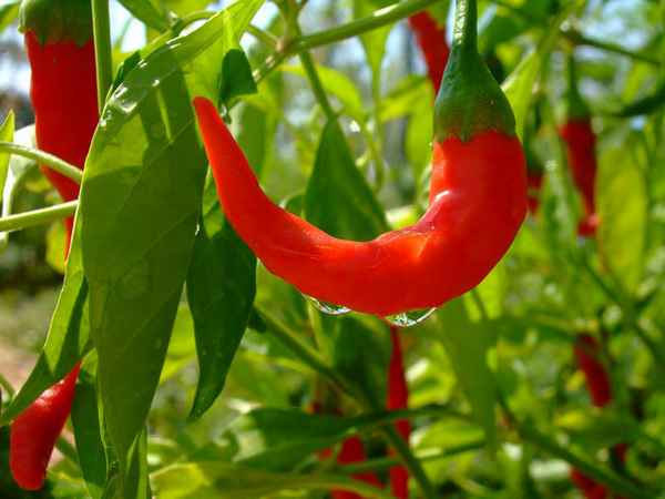 Особенности выращивания горького перца