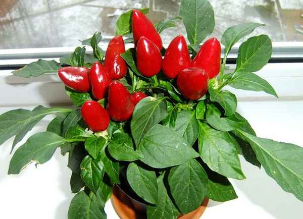Как вырастить перец Огонёк дома на подоконнике