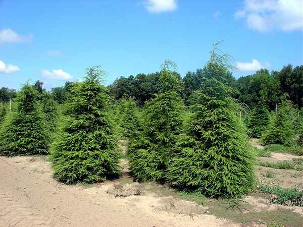 Тсуга канадская