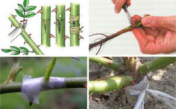 Прививка розы, шиповника на шиповник: как, когда и для чего прививать