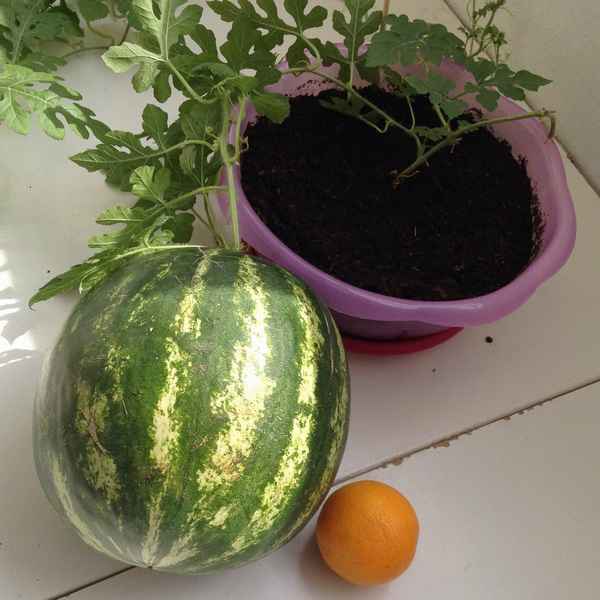 Как правильно посадить арбуз в домашних условиях