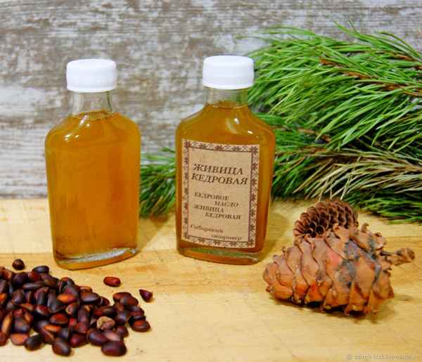 Польза и вред кедровой живицы