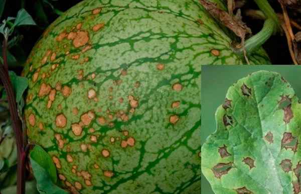 Разновидности болезней и вредителей арбузов и их лечение