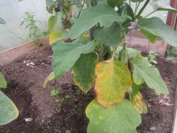 Что делать, если листья на баклажанах в теплице желтеют