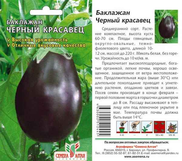 Особенности сорта баклажана Чёрный красавец