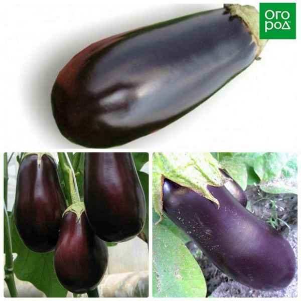 Лучшие сорта баклажанов для теплицы