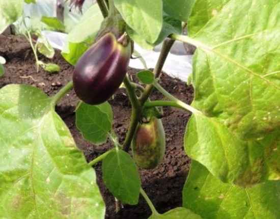 Что делать, если баклажаны засыхают?
