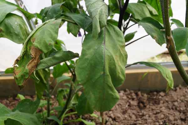 Что делать, если листья у баклажанов вянут?