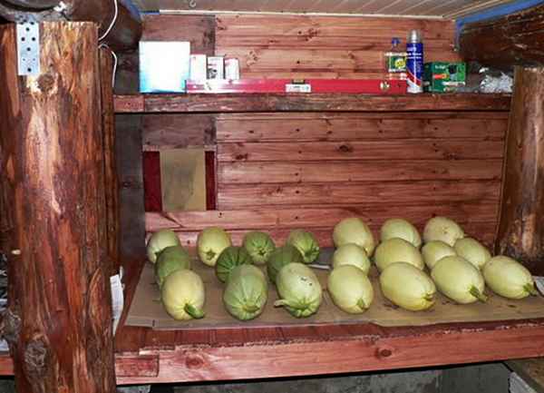 Как правильно хранить кабачки в погребе?