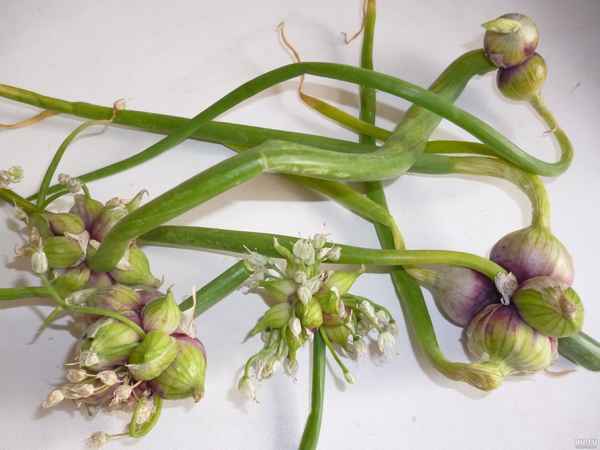 Многоярусный лук: способы размножения, посадка и уход