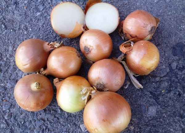 Лук Халцедон: особенности выращивания и ухода за сортом