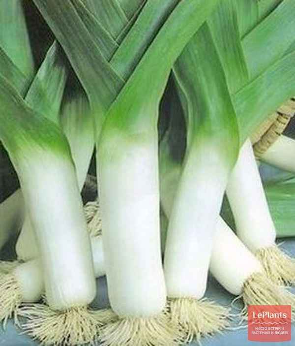 Наиболее вкусные и урожайные сорта лука-порея