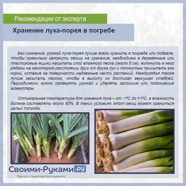 Когда убирать лук-порей и как подготовить его к хранению