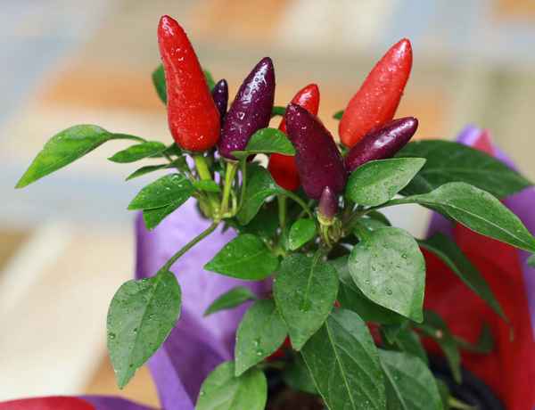 Комнатный перец: лучшие сорта, особенности выращивания