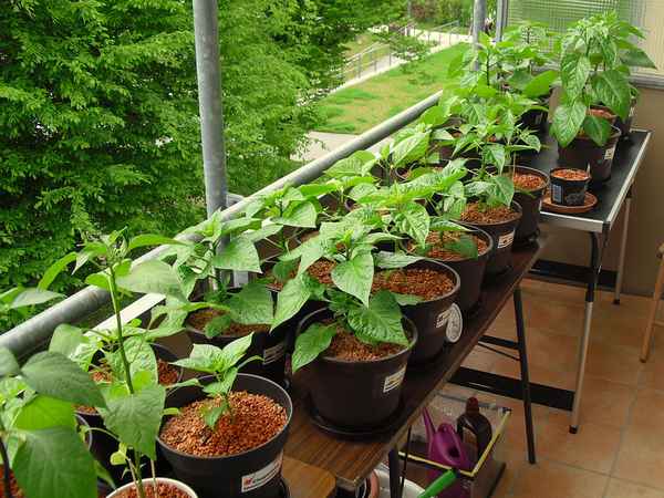 Перец на балконе: выращивание пошагово