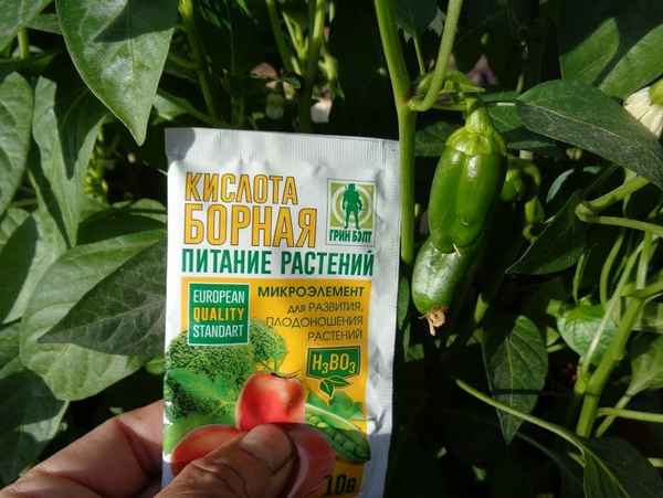 Особенности обработки перцев борной кислотой