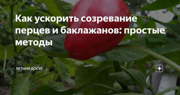 Как ускорить процесс созревания перцев?
