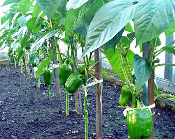 Перцы уход и выращивание в теплице