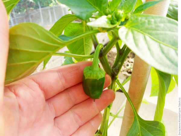 Что делать, если в теплице завязи у перцев опадают?