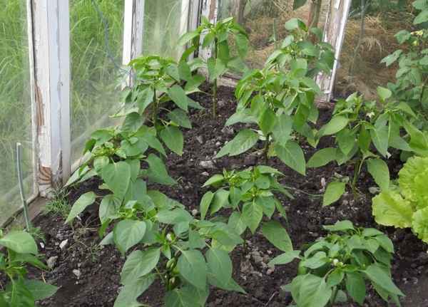 Перец плохо растёт в теплице: чем подкормить?
