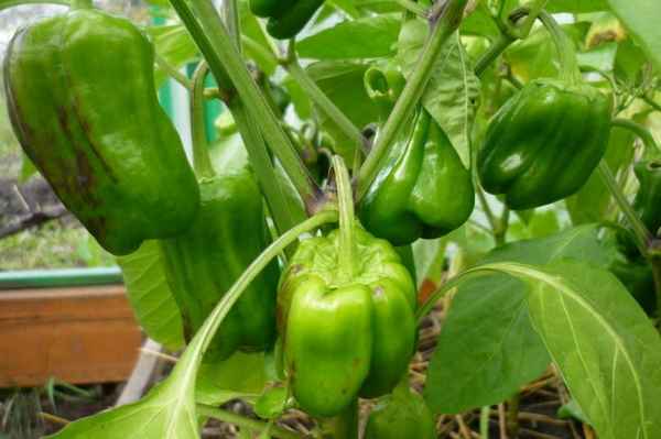 Почему чернеет болгарский перец на кусте в теплице