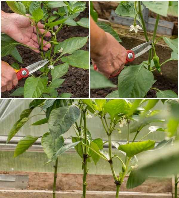 Когда и как правильно снимать перцы с куста