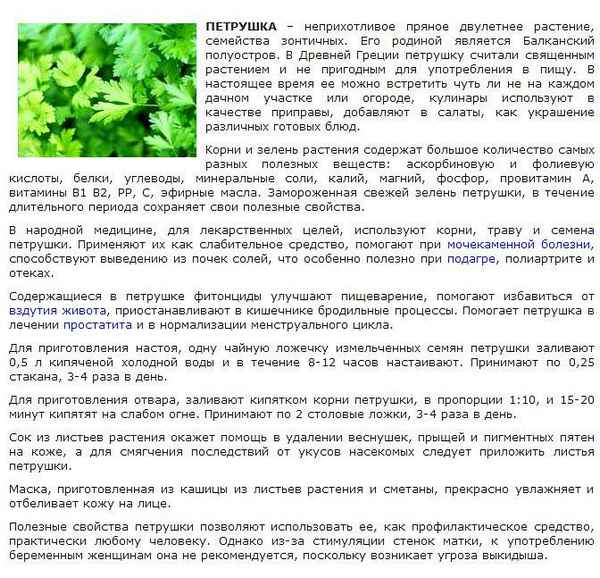 Особенность употрeбления петрушки во время беременности