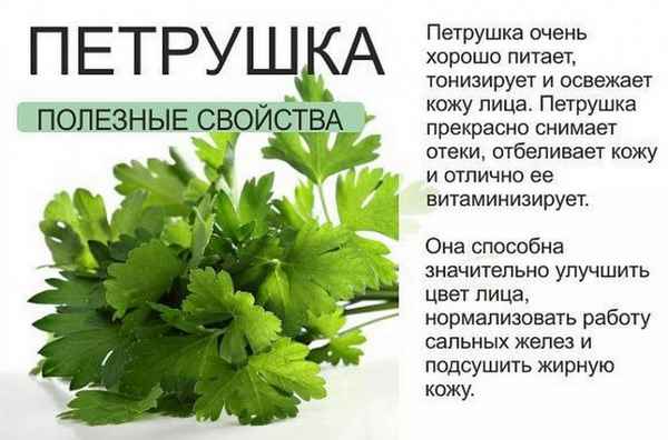 Лечебные свойства петрушки для организма женщины