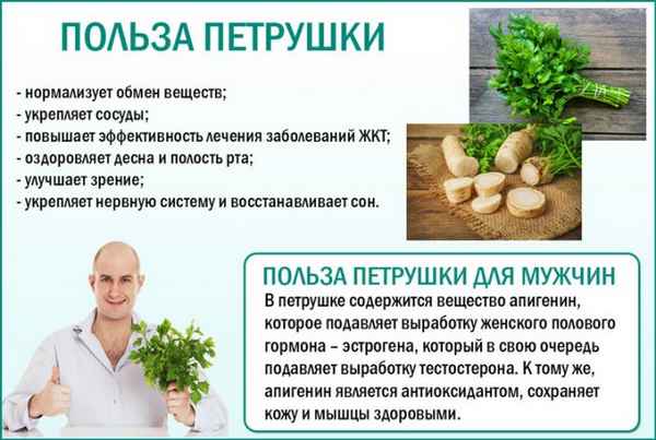 Петрушка для мужчин: польза и вред, как влияет на потенцию