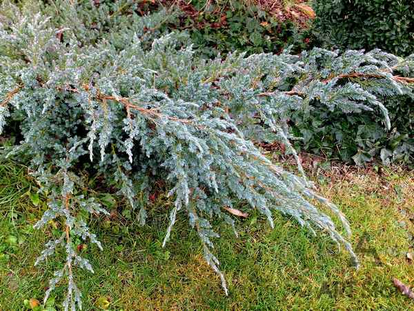 Всё о можжевельнике Мейери Компакта