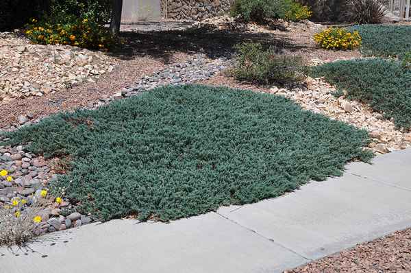 Описание можжевельника Вилтони, посадка и уход