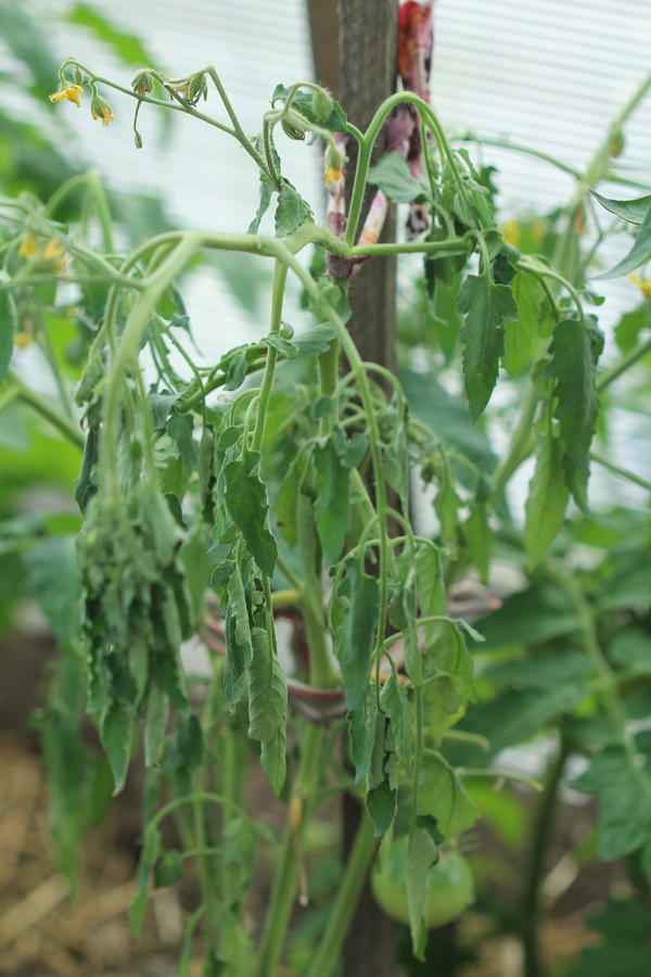 Почему вянут помидоры в теплице