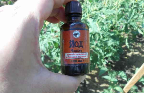 Особенности подкормок томатов в теплице йодом