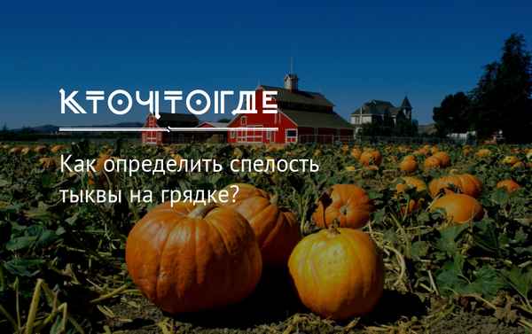 Как правильно определить спелость тыквы на грядке