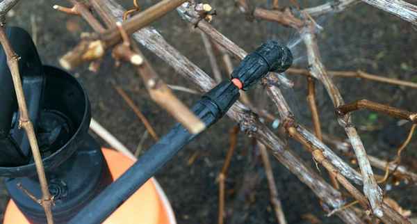 Эту обработку нельзя пропустить, а то поплатитесь урожаем. Чем и от чего обpaбатывать виноград весной?