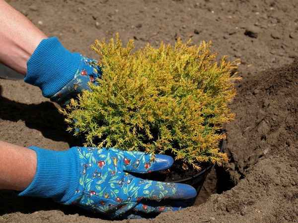 Особенности посадки и выращивания можжевельника