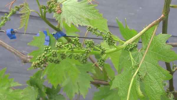 Виноград не будет болеть! Чем нужно обработать виноград перед цветением?