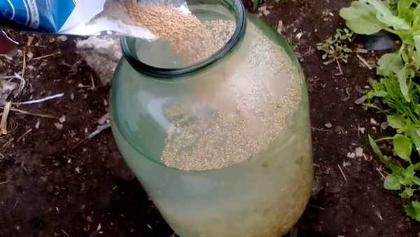 Дрожжи для подкормки винограда