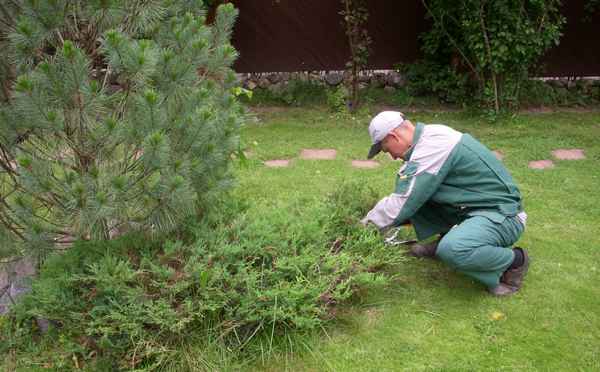 Особенности обрезки можжевельника летом и осенью