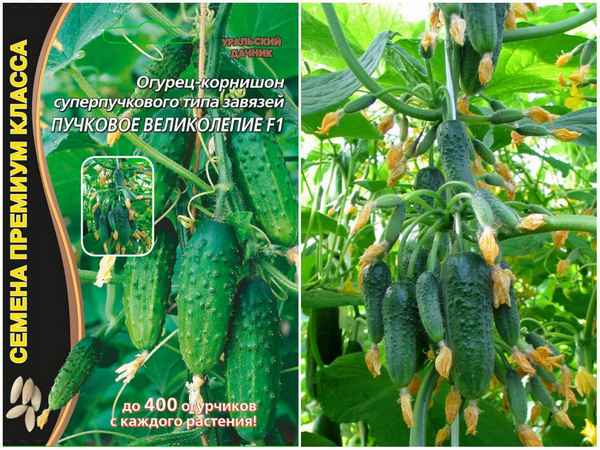 Сорт огурцов Пучковое великолепие: описание, хаpaктеристика, выращивание и уход