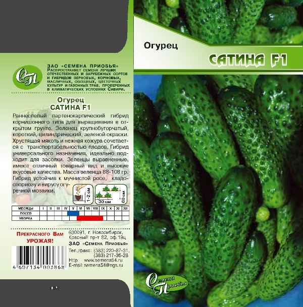 Сорт огурцов Сатина: описание, хаpaктеристика, выращивание и уход