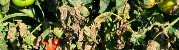 Почему сохнут помидоры в теплице и что при этом делать?