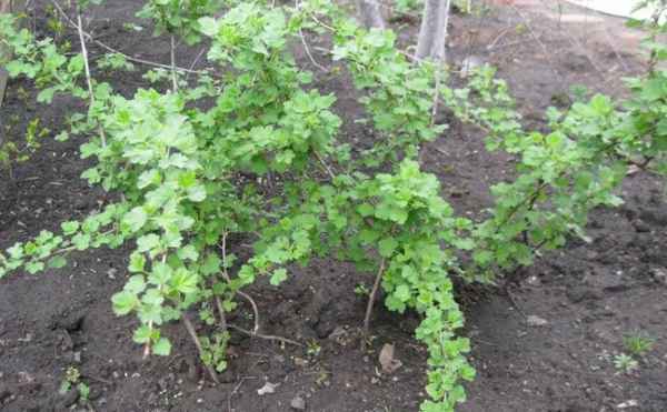 Крыжовник не цветёт и не плодоносит: что делать