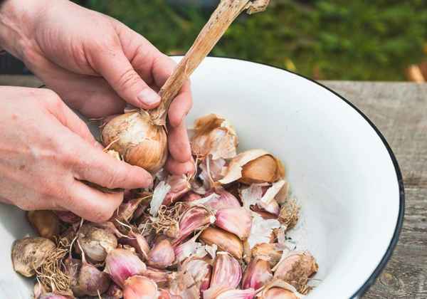 Чем и как правильно обработать чеснок перед посадкой?