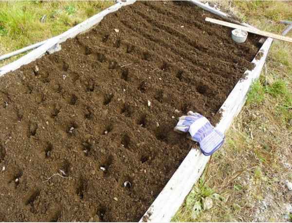 Как подготовить грядку для чеснока под зиму