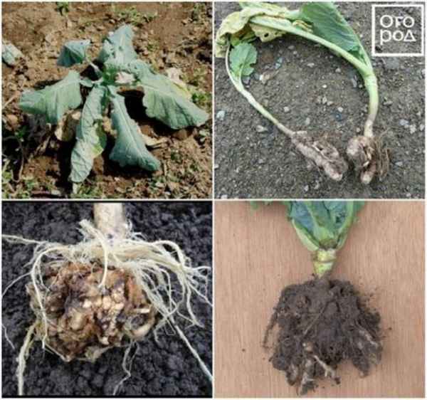 Что такое кила на капусте и как с ней бороться?